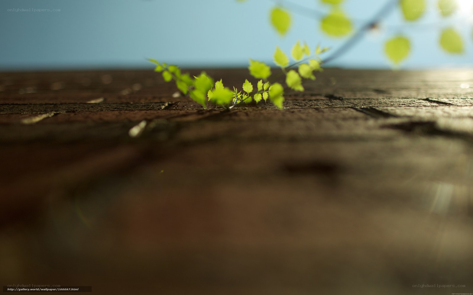 green sprout on wood