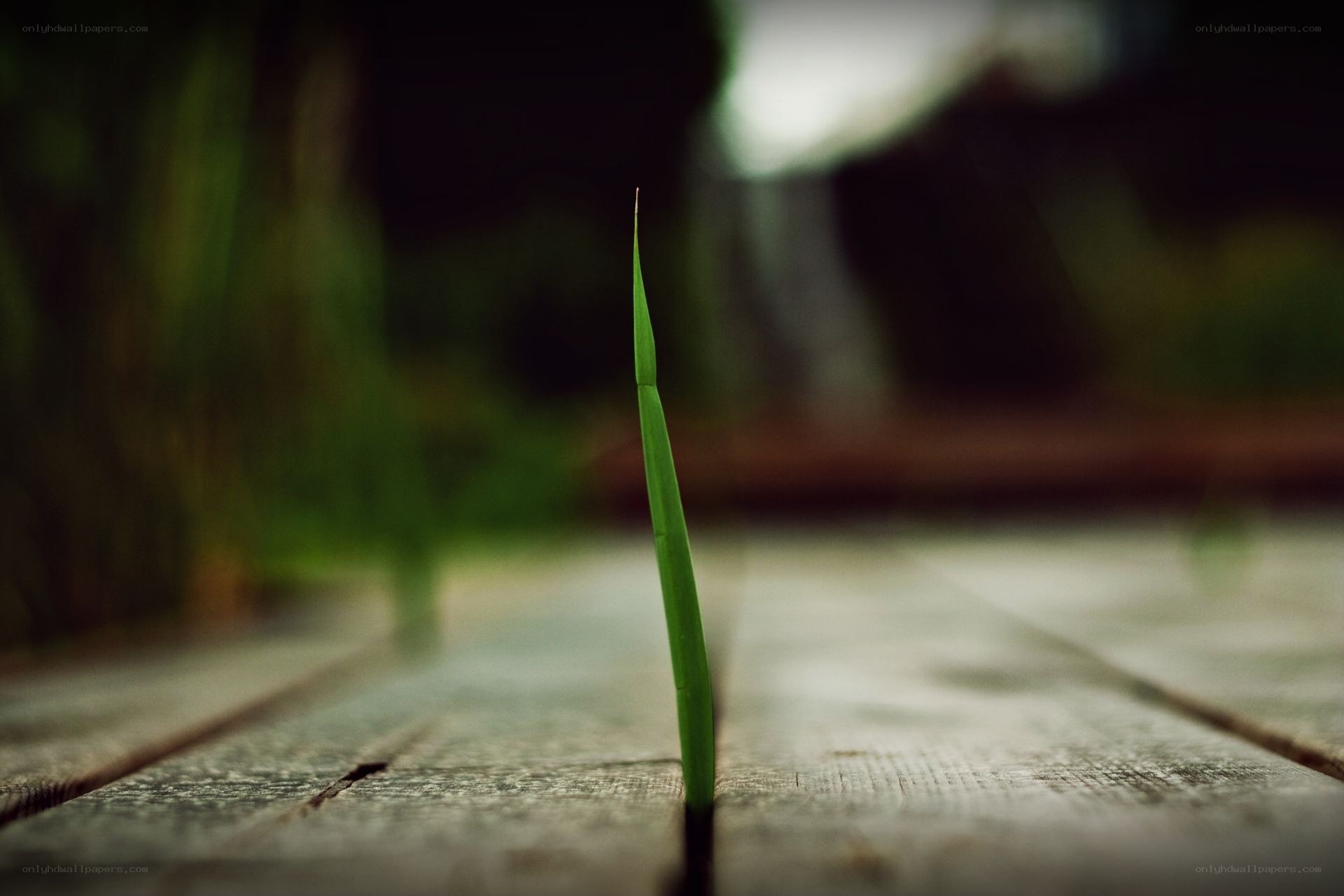 Green sprout on wooden planks