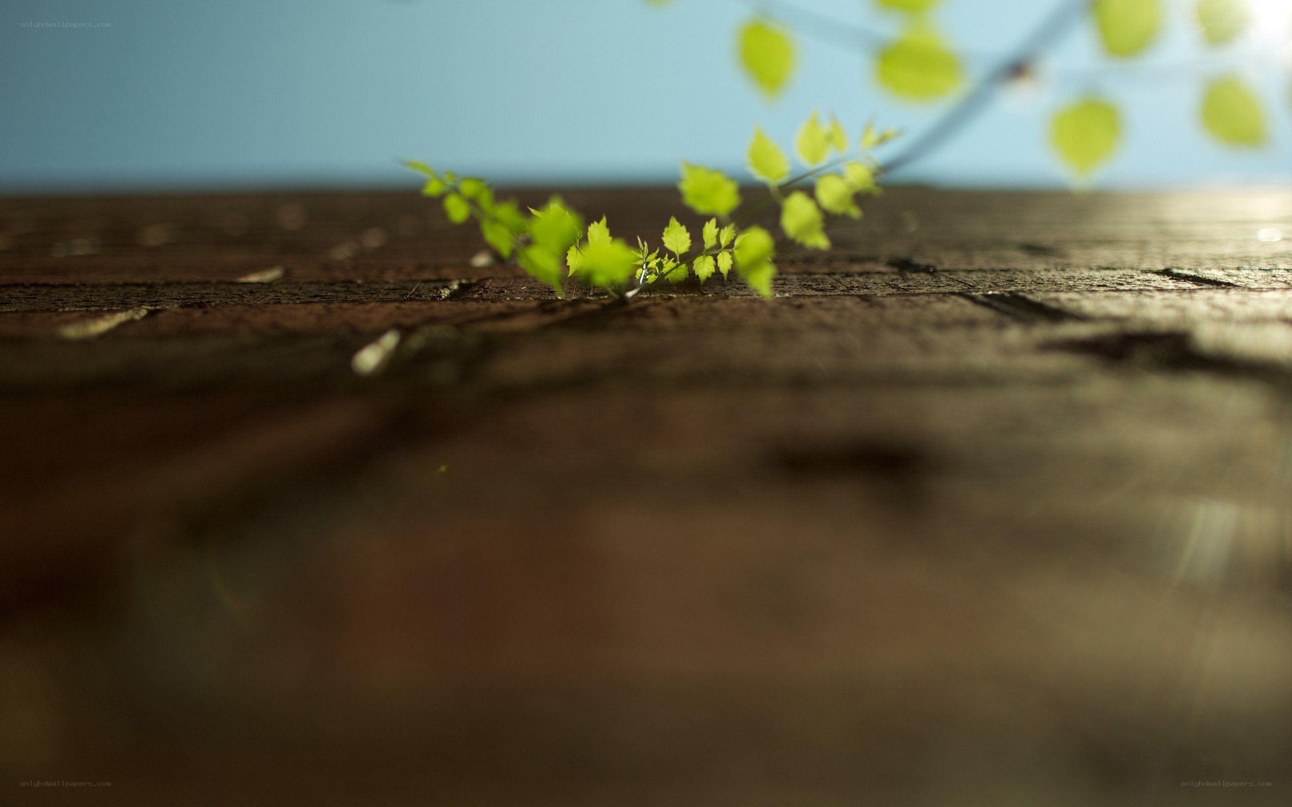 green sprout on wooden surface