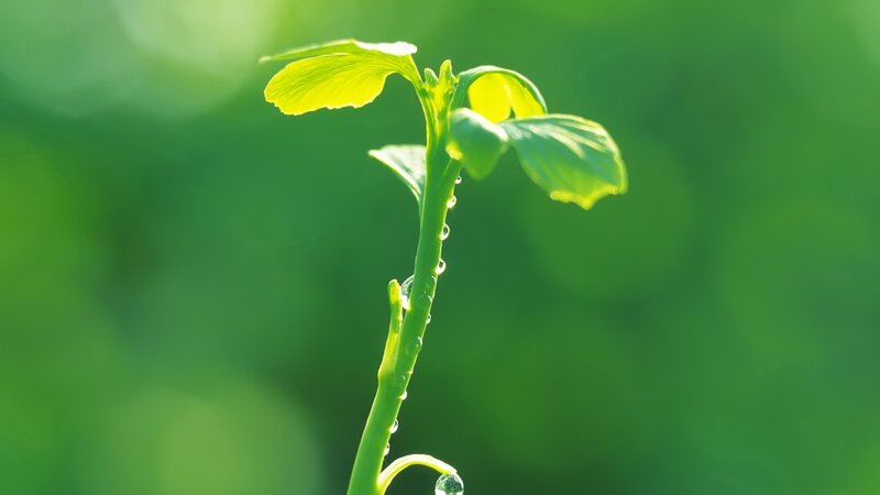 Green Sprout with Dew