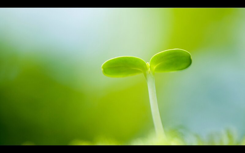 Green Sprout with Leaves