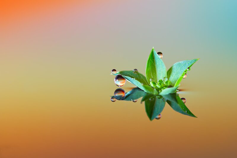 Green Sprout with Water Droplets