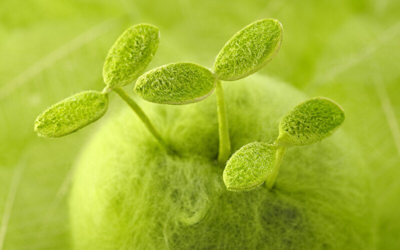 green sprouts growing from apple