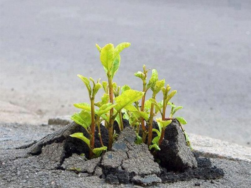 Green Sprouts in Crack