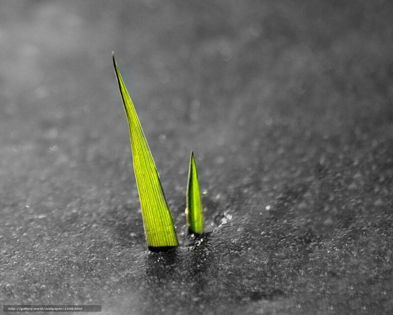 Green sprouts in dark soil