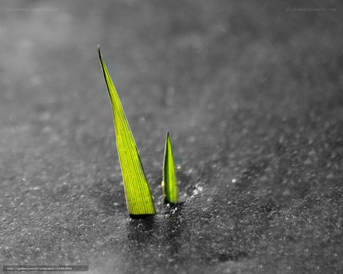 Green sprouts in dark soil