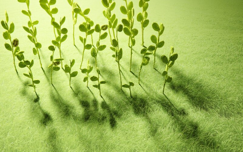 Green sprouts in grass