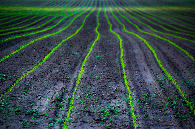 Green Sprouts in Rows