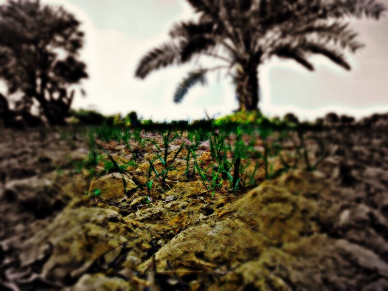 Green Sprouts in Soil — Brown