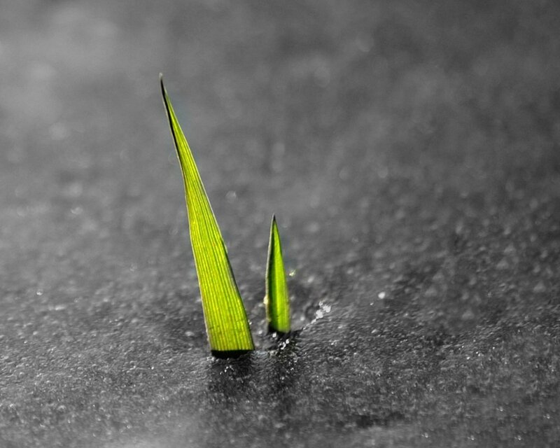 Green Sprouts in Soil — Dramatic