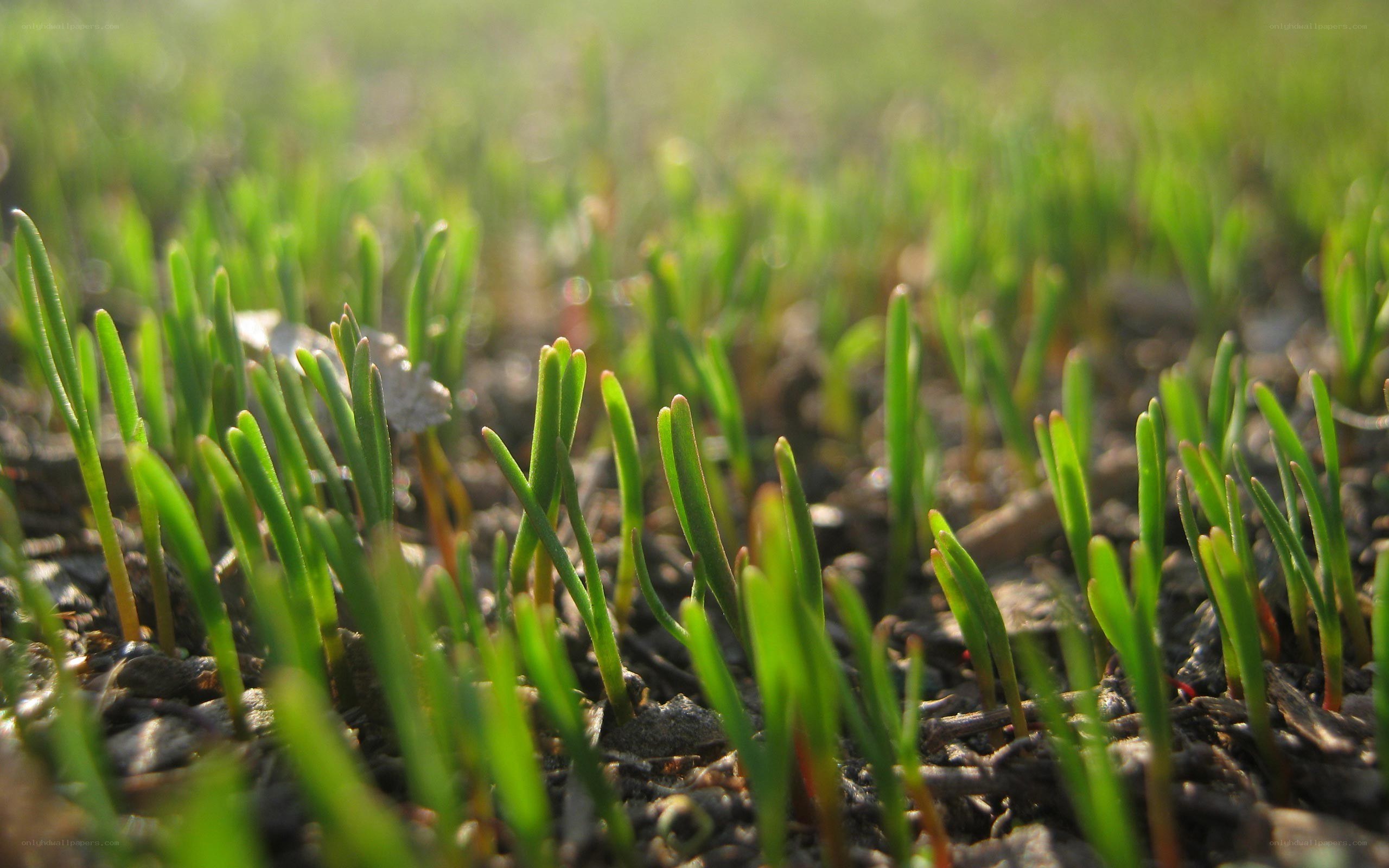 green sprouts in soil