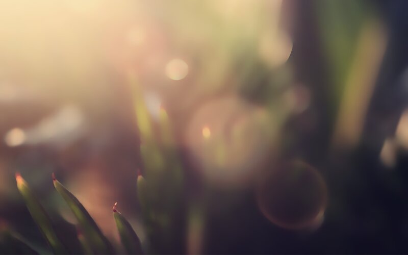Green Sprouts in Sunlight — Serene