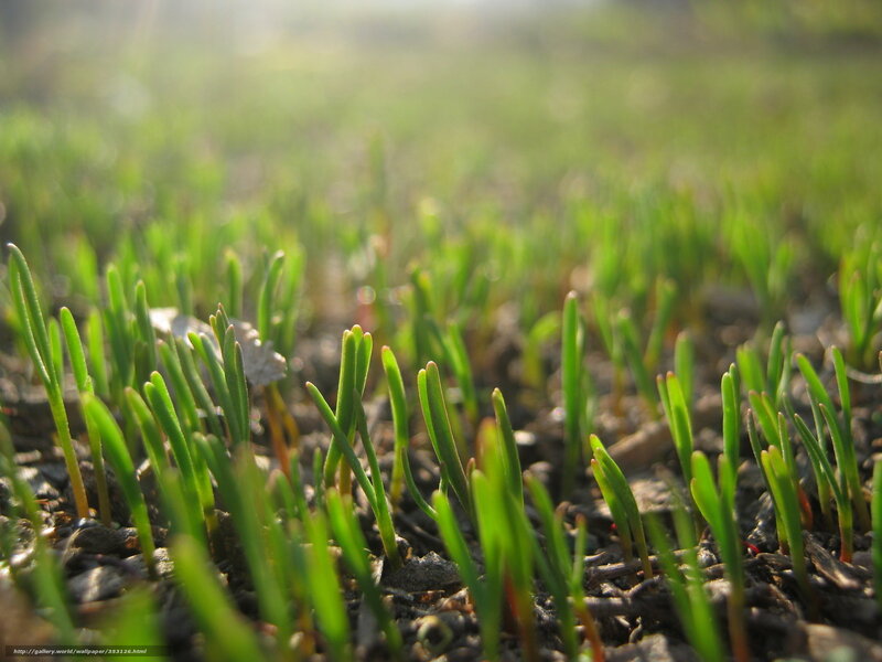 Green sprouts in sunlight