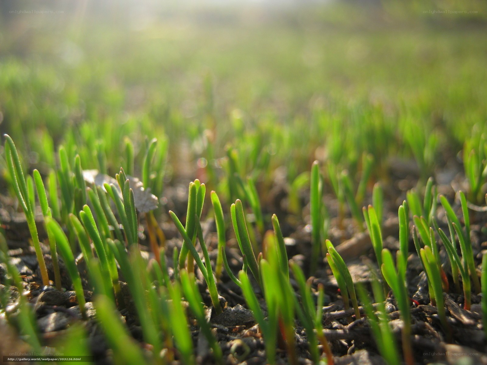 Green sprouts in sunlight