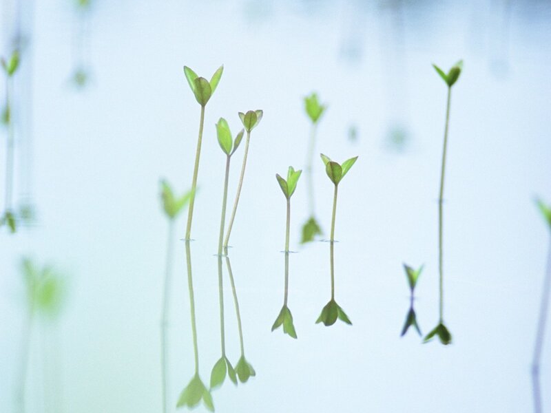 Green sprouts in water