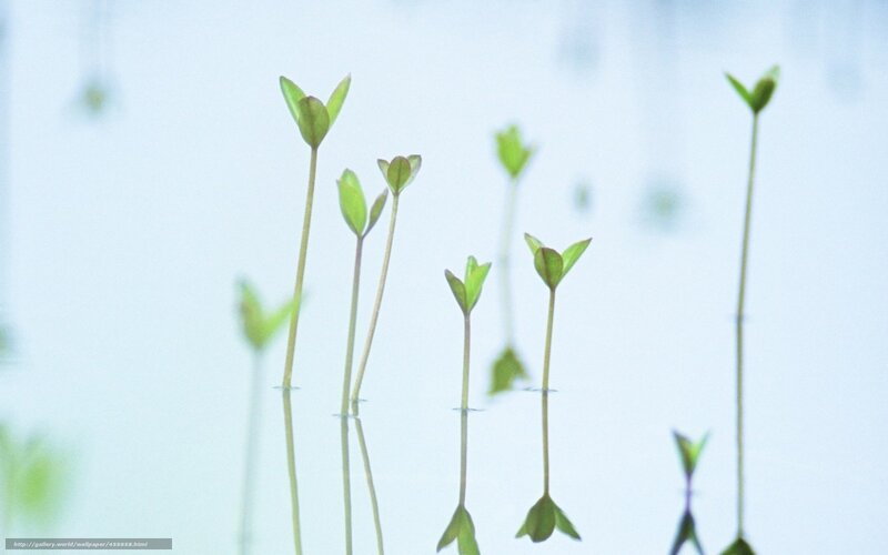 Green Sprouts in Water — Serene