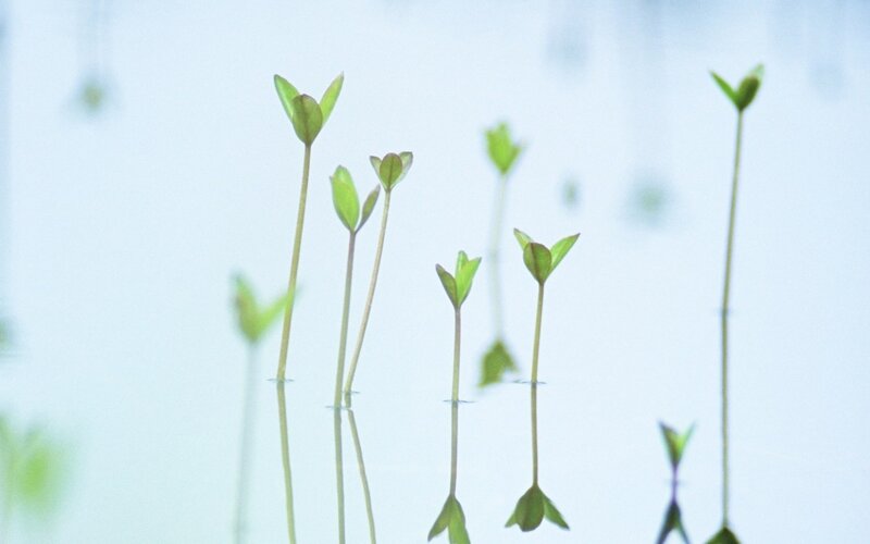 Green sprouts in water