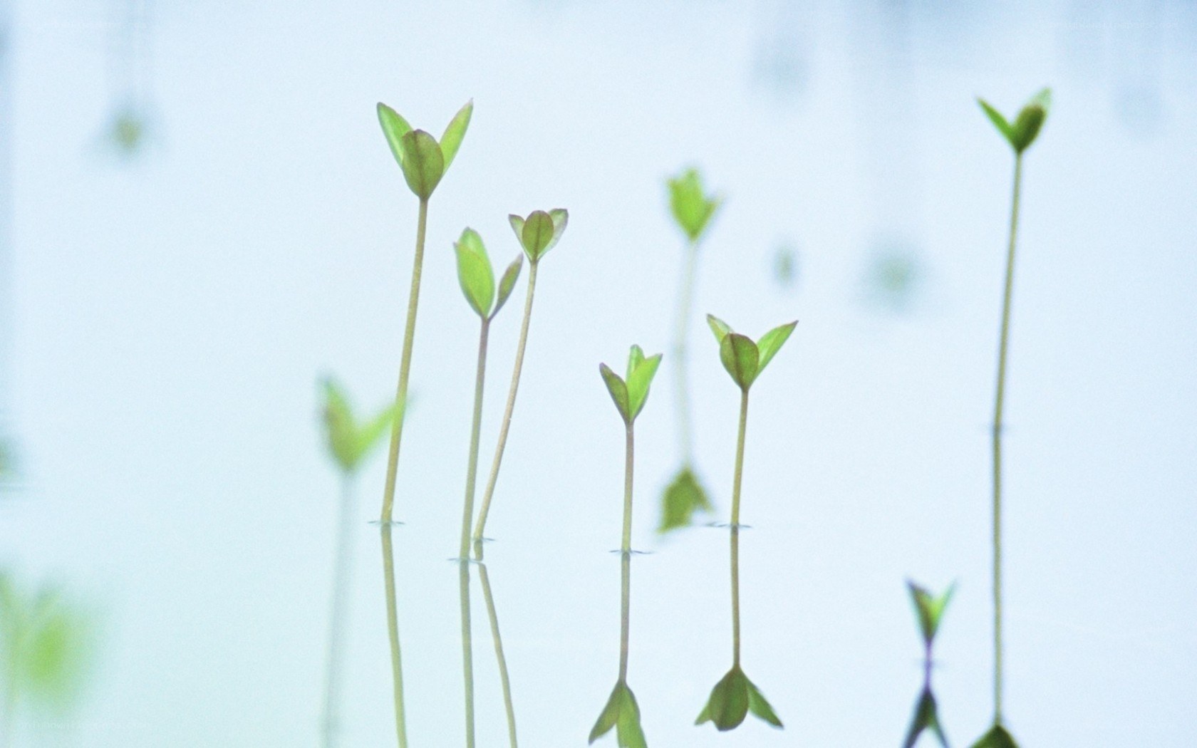 Green sprouts in water