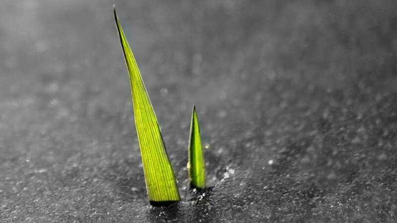 Green sprouts in wet ground