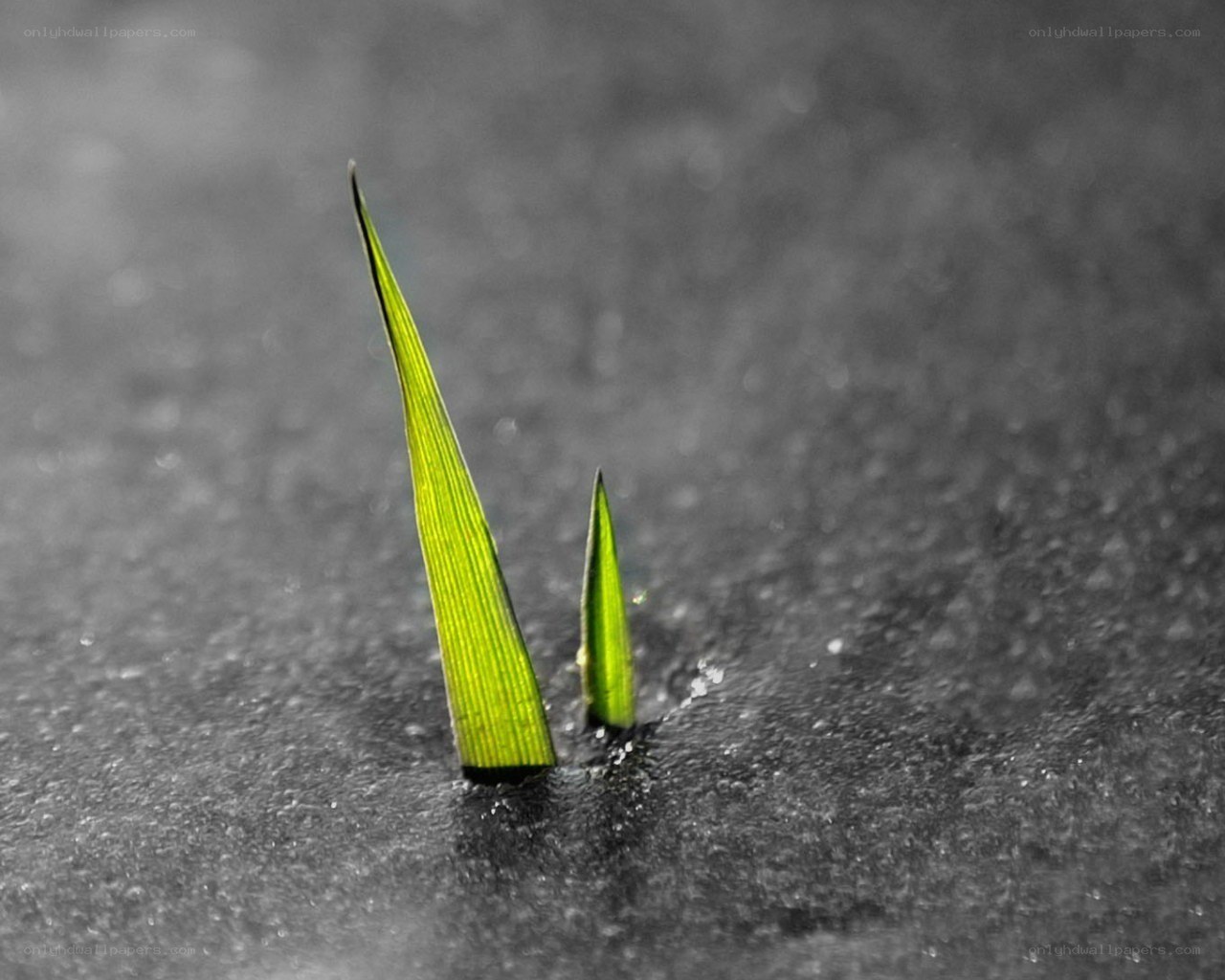Green sprouts in wet ground