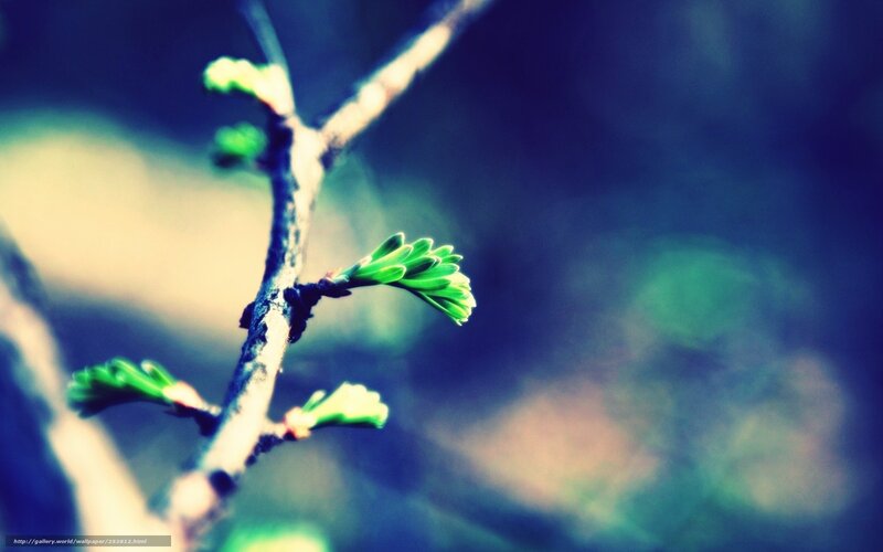 Green sprouts on a branch