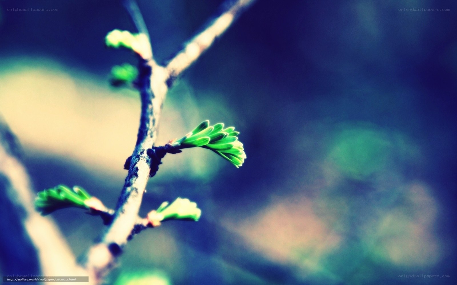 Green sprouts on a branch