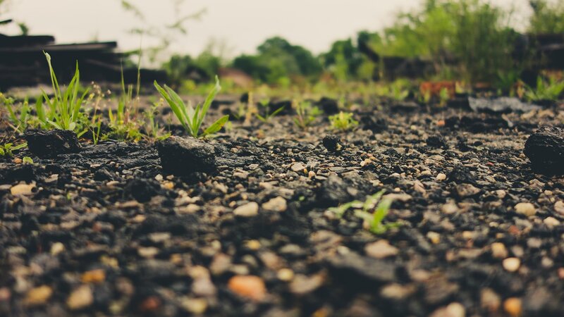 Green Sprouts on Gravel — Black