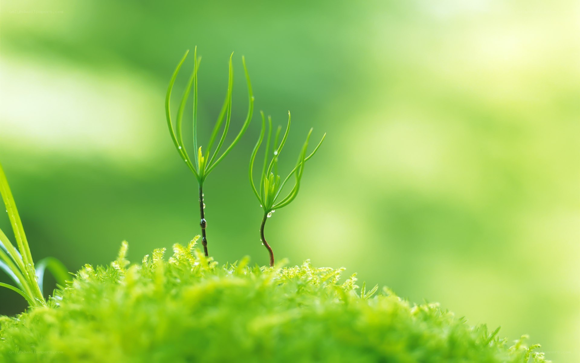Green sprouts on moss