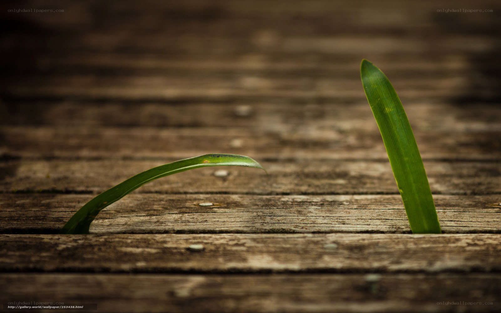 Green sprouts on wood