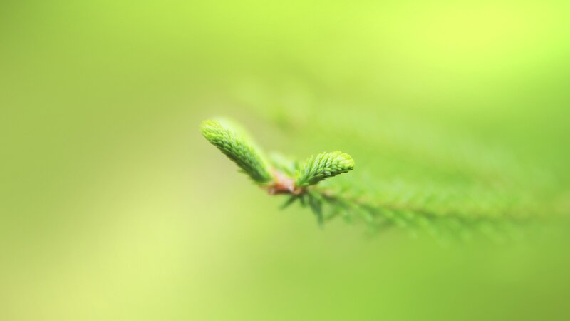 green spruce branch tip