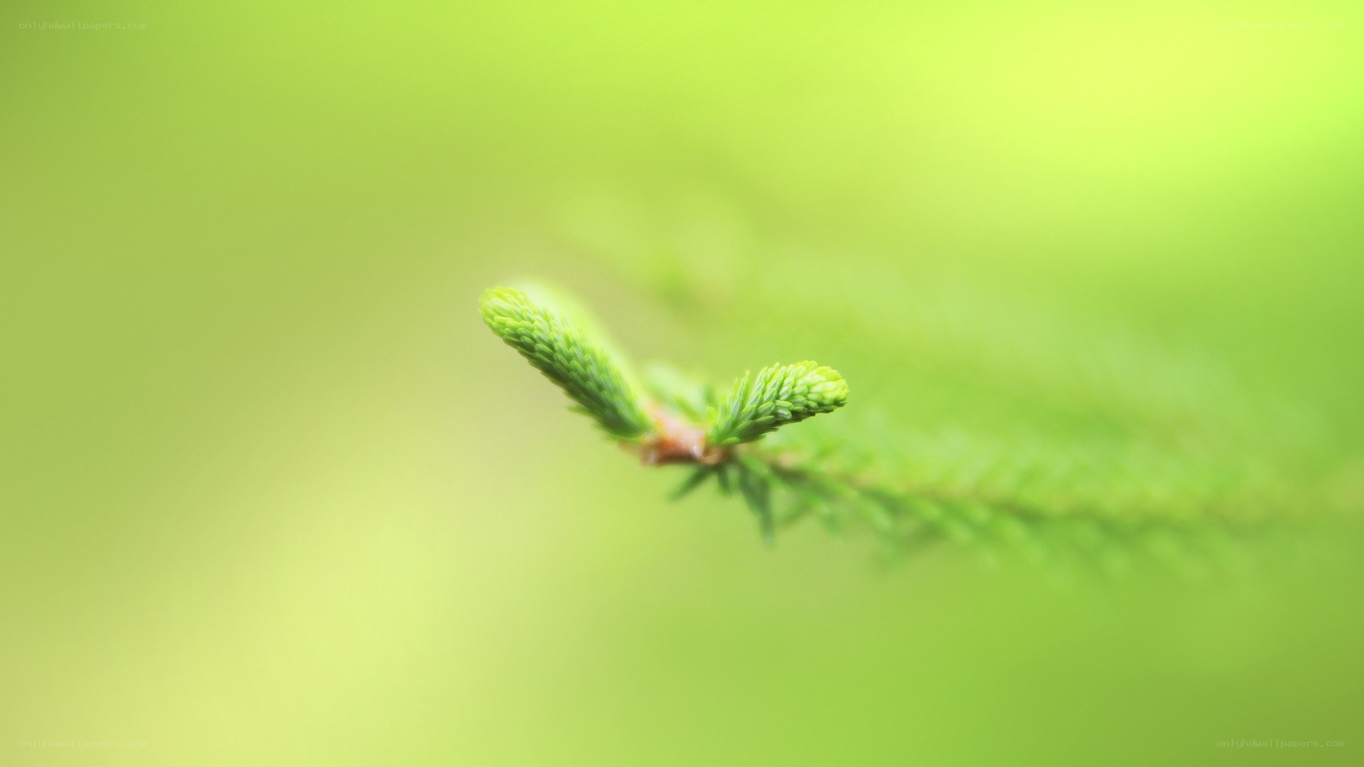green spruce branch tip