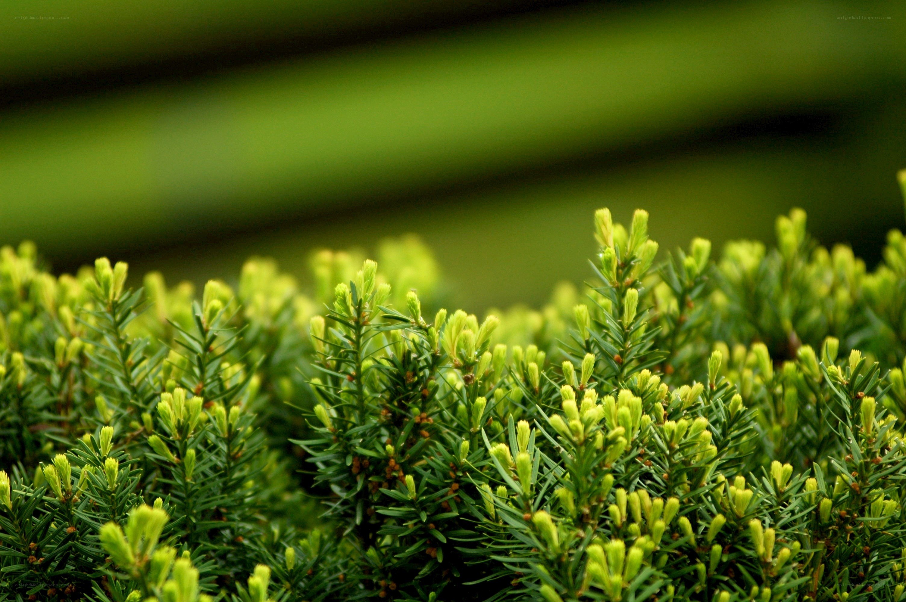 green spruce buds in focus