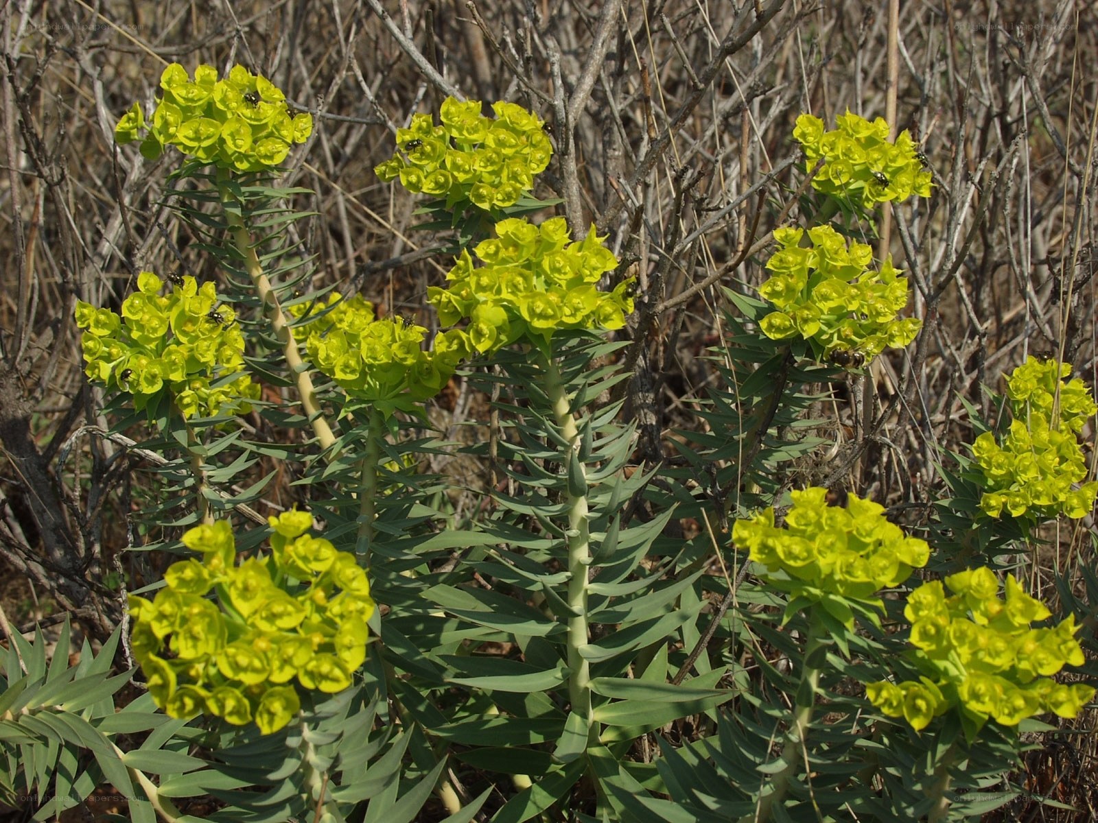 green spurge flowers in bloom