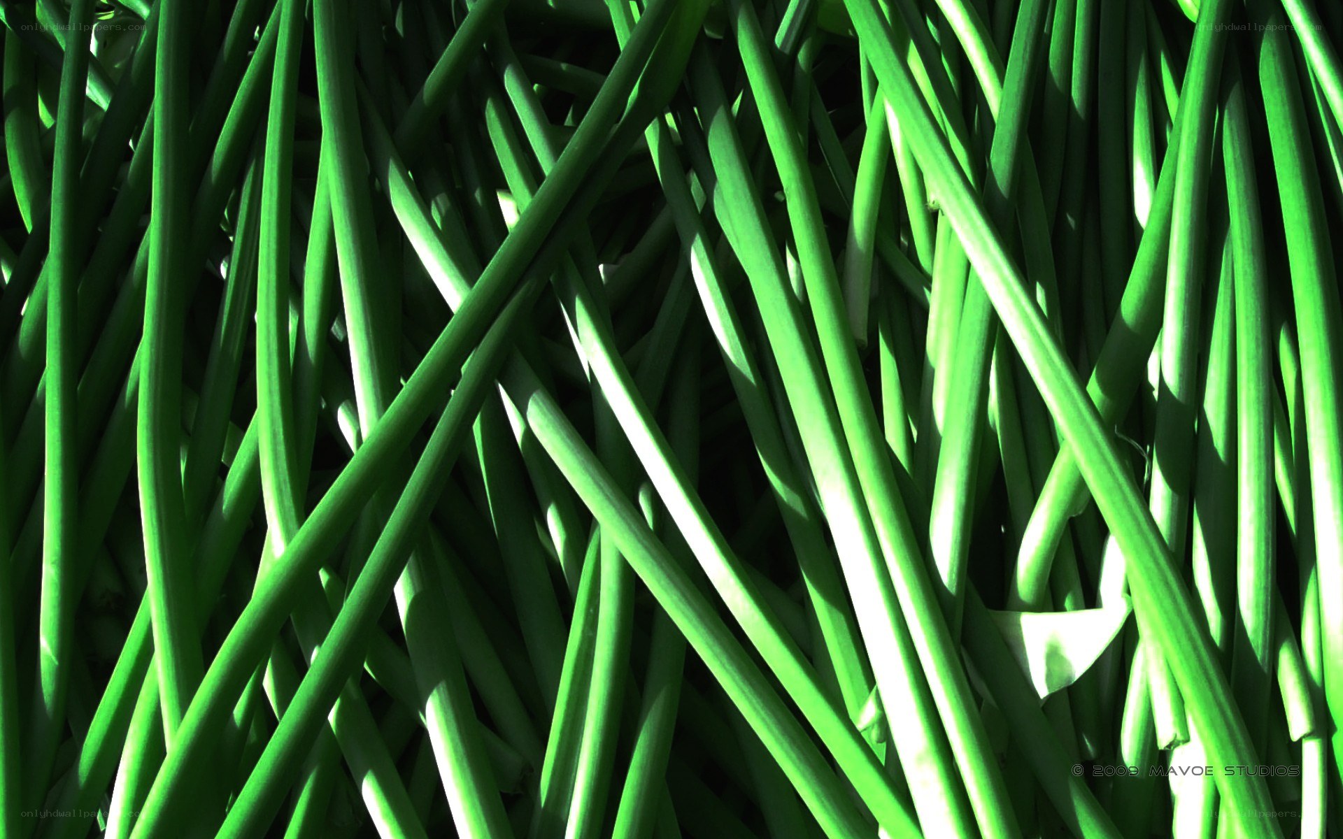 green stalks in sunlight