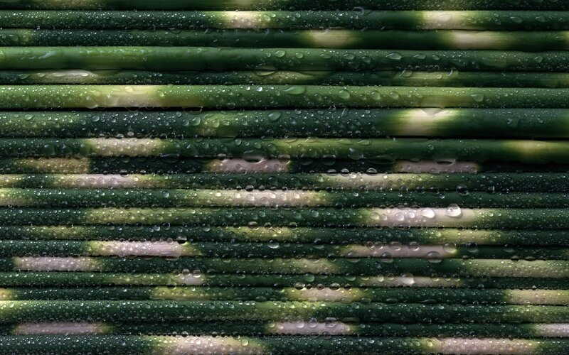 Green stalks with water droplets