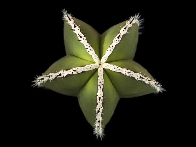 Green Star-shaped Cactus