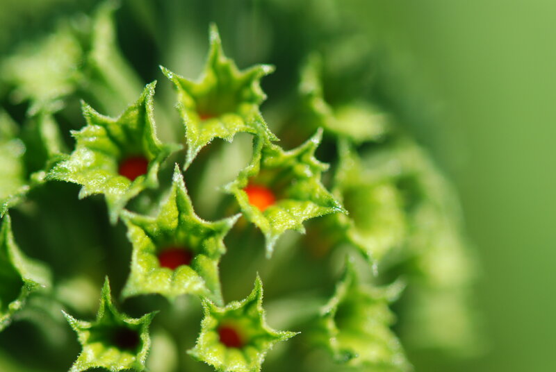 green star-shaped flowers
