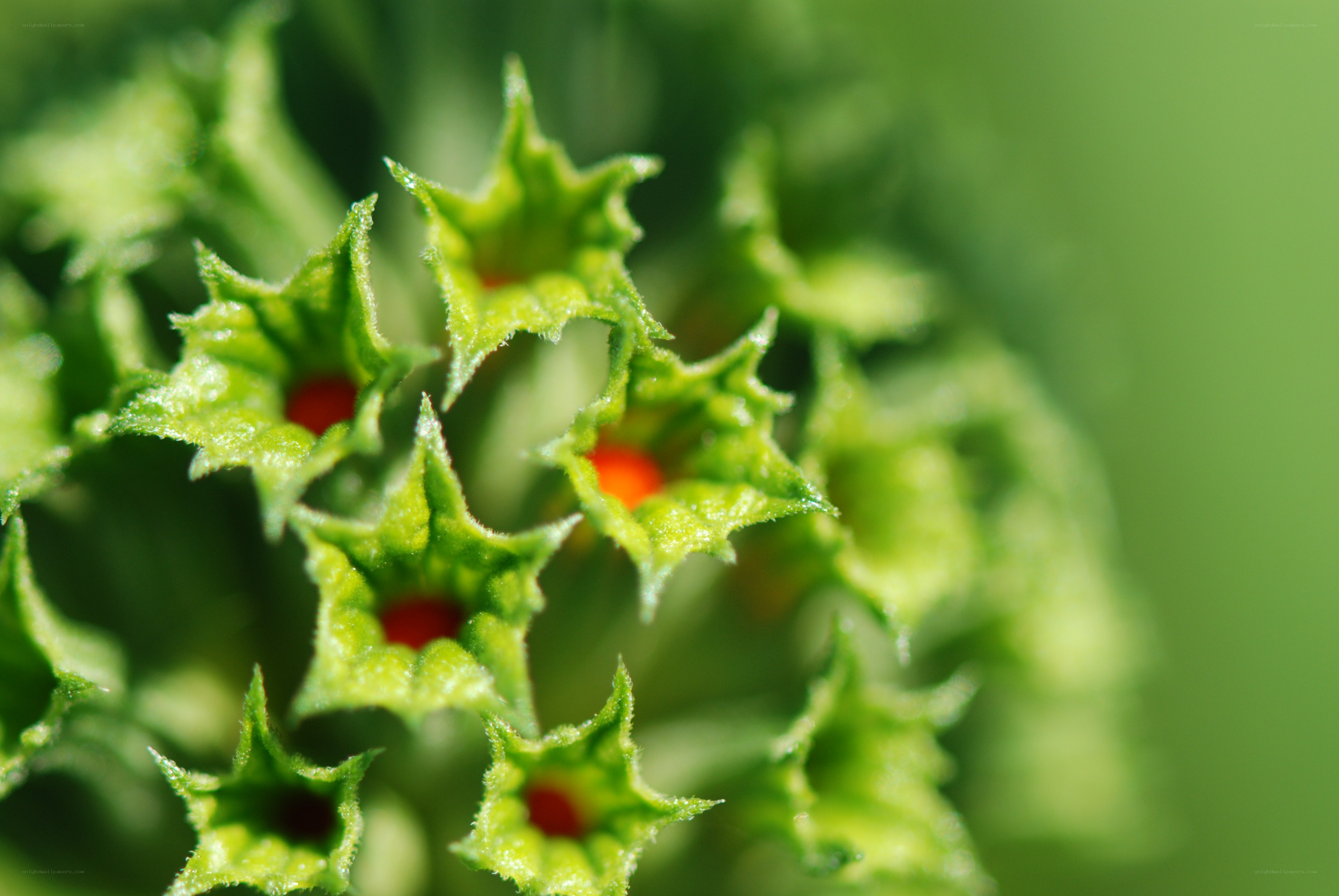 green star-shaped flowers