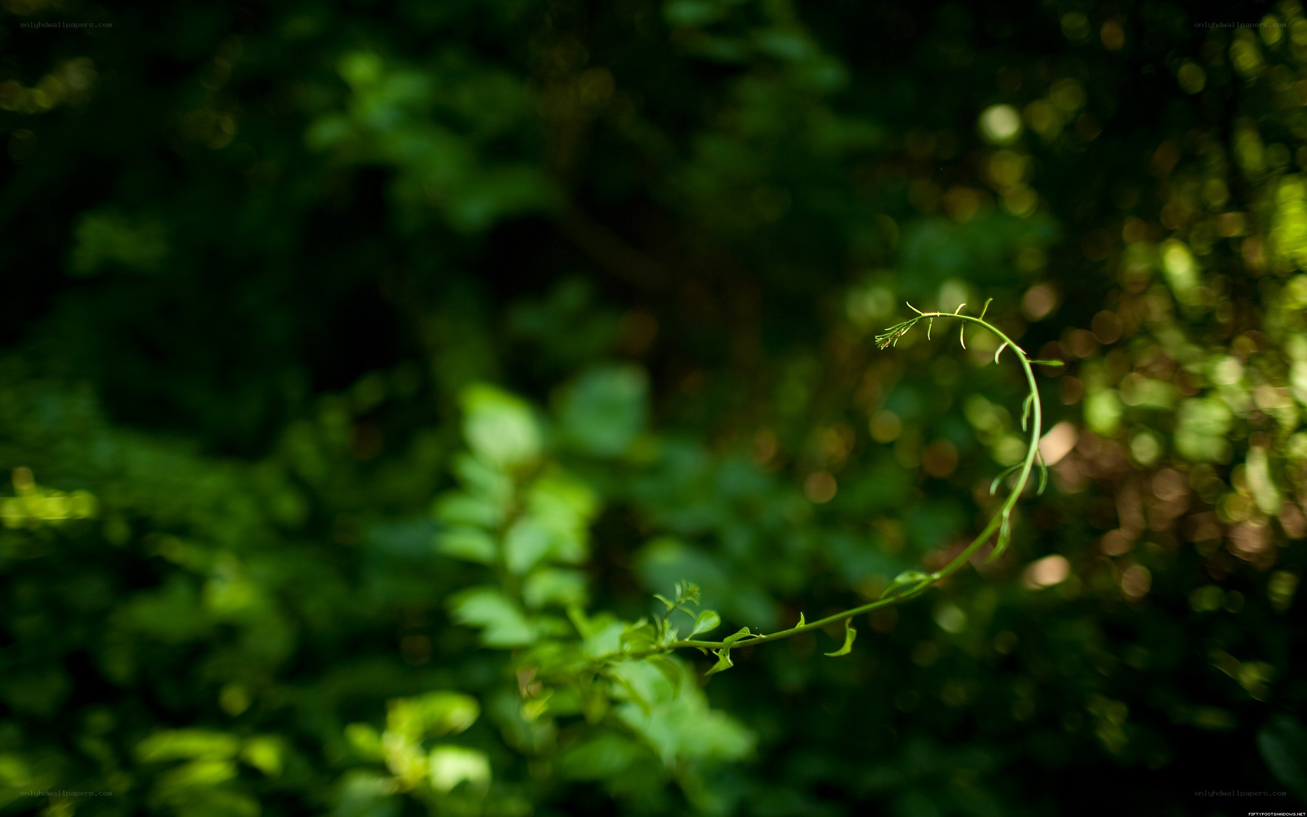 green stem in forest