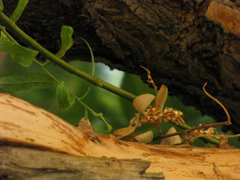 green stem on tree trunk
