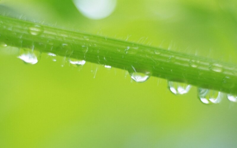 Green Stem with Water Droplets — Calm