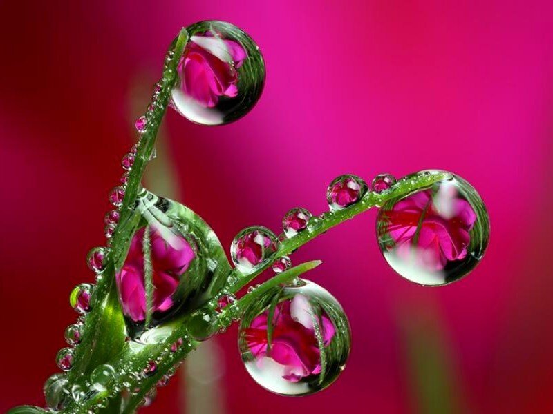 Green Stem with Water Droplets — Pink