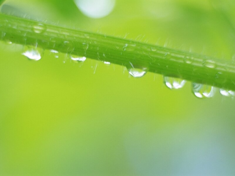Green Stem with Water Droplets — Serene, Morning, Photograph