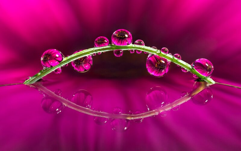 Green Stem with Water Droplets