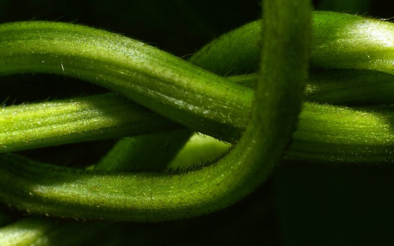 green stems intertwined