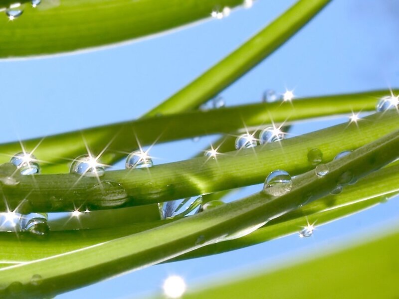 Green Stems with Water Droplets — Serene, Morning