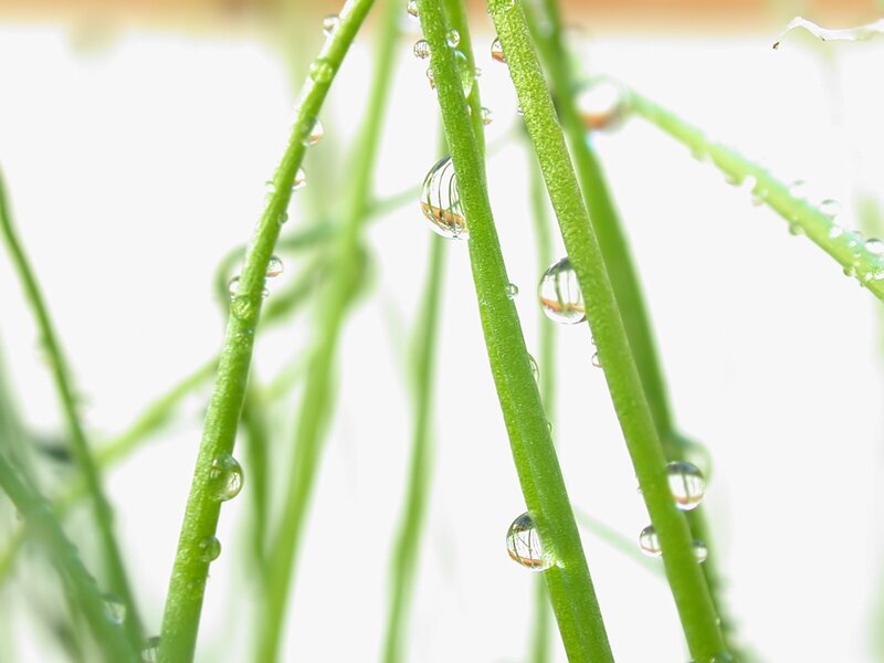 Green Stems with Water Droplets — Serene