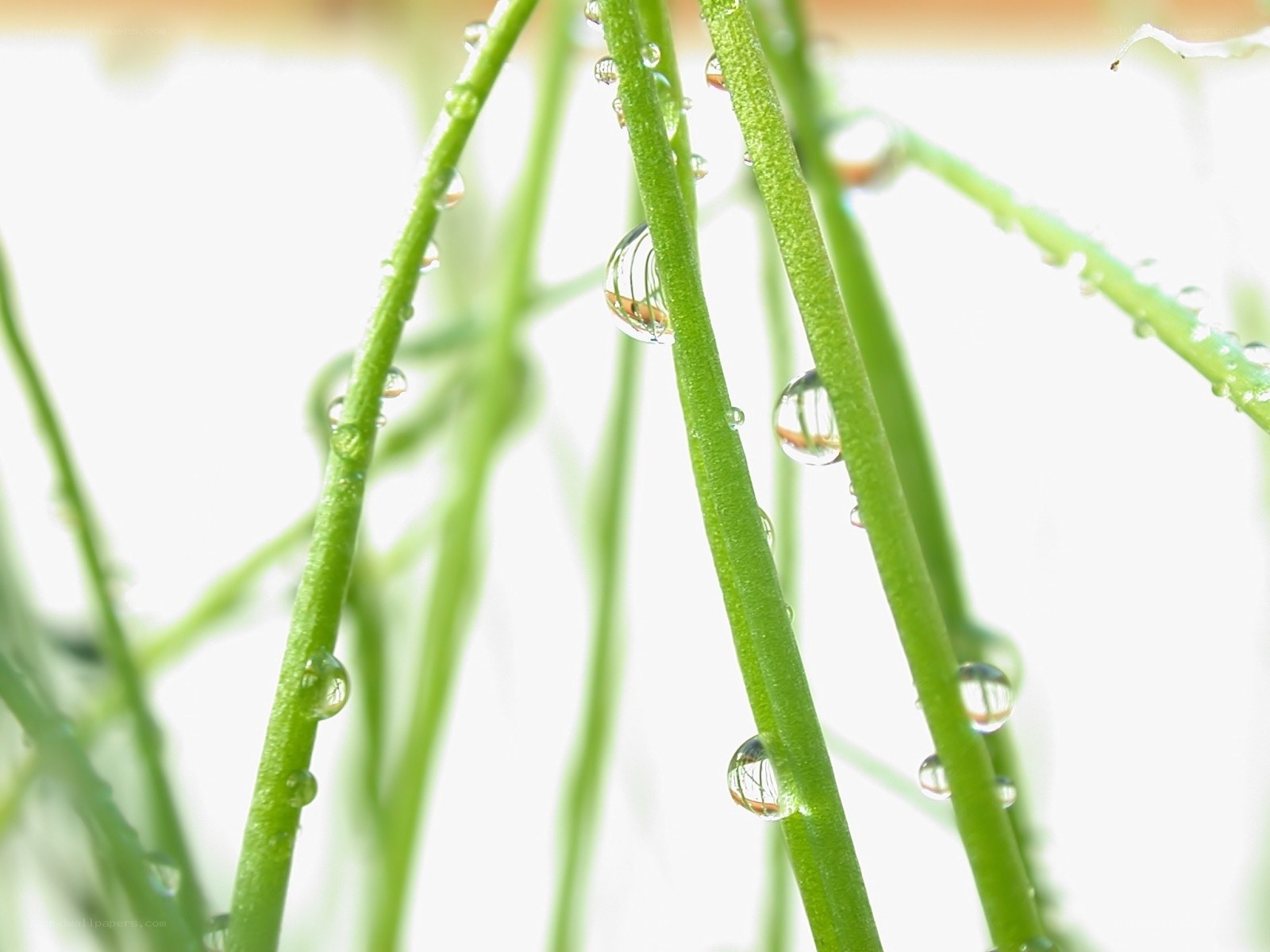Green stems with water droplets