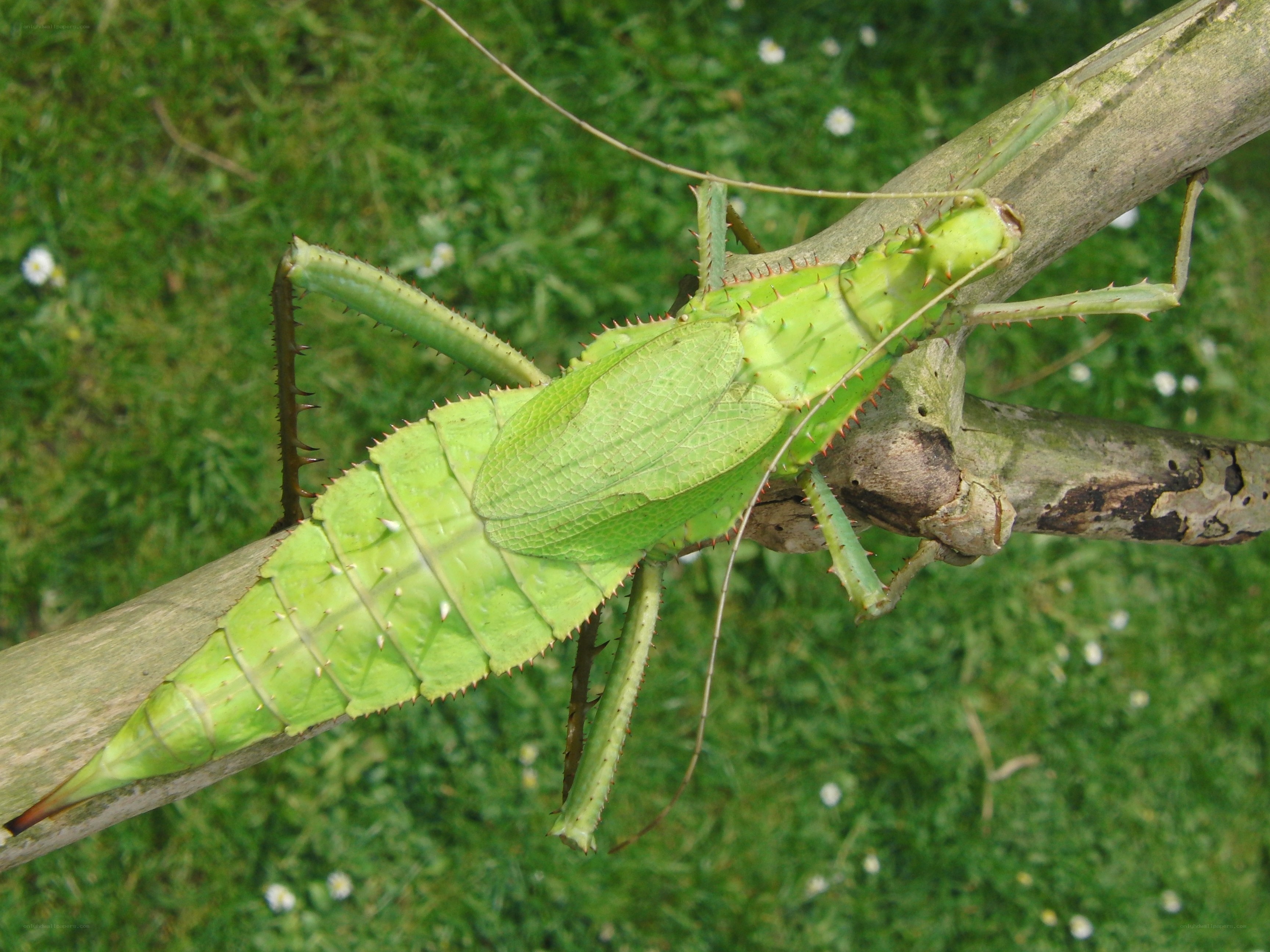 Green stick insect on branch