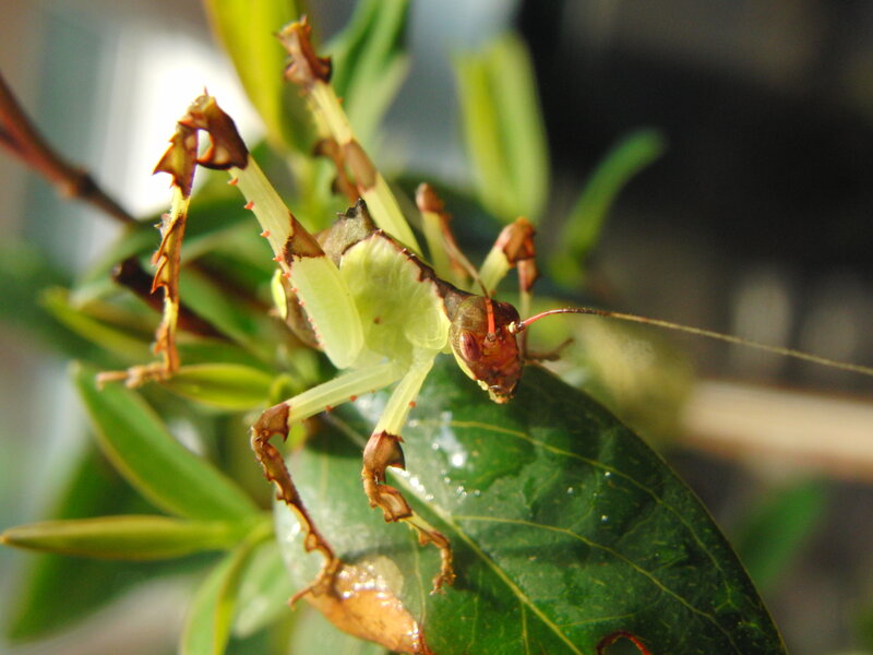 Green Stick Insect